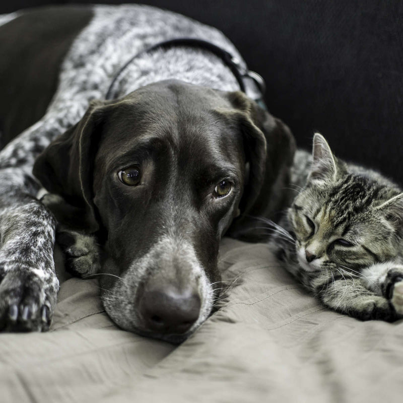 Dog And Cat Friends Wall Art