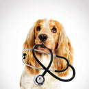 Doctor Dog Wall Art