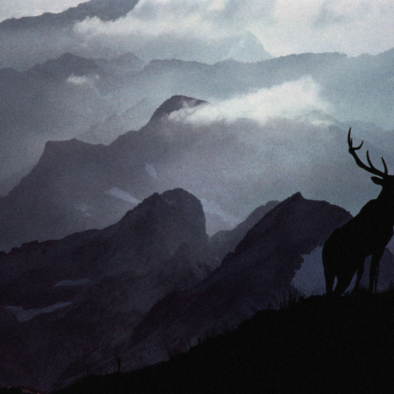 Elk Summit Wall Art