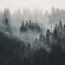 Misty Forest Mountain Wall Art