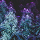 Flowering Purple Cannabis Wall Art