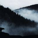 Foggy Mountain Bear Wall Art