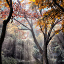 Forest Sun Rays Wall Art