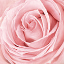 Fresh Pink Rose Wall Art