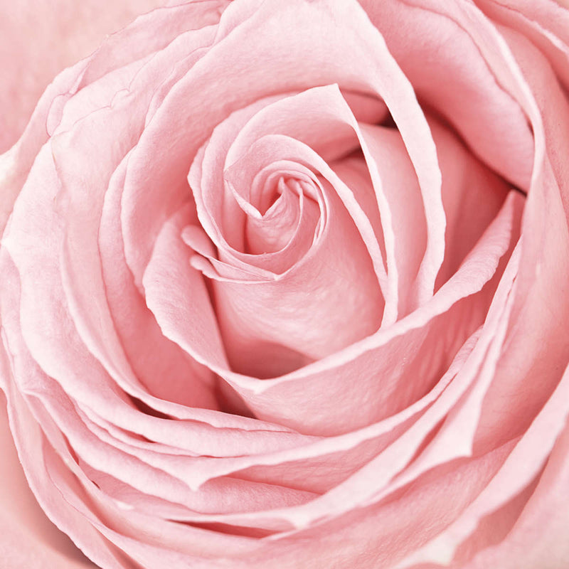 Fresh Pink Rose Wall Art