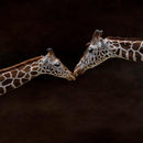 Giraffe Affection Wall Art