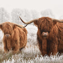 Hairy Scottish Highland Cows Wall Art