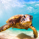 Hawaiian Turtle Wall Art