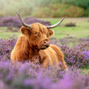 Highland Cow Paradise Wall Art