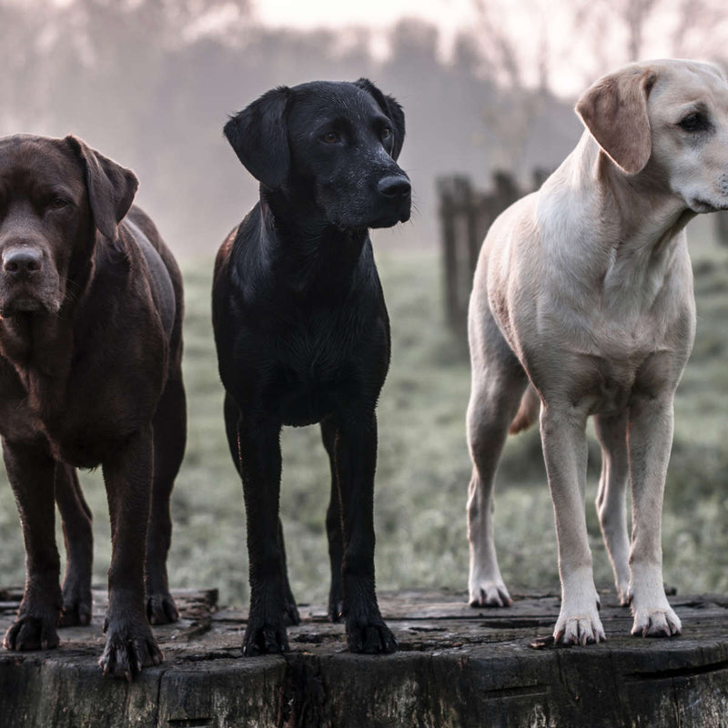 Labrador Dogs Wall Art