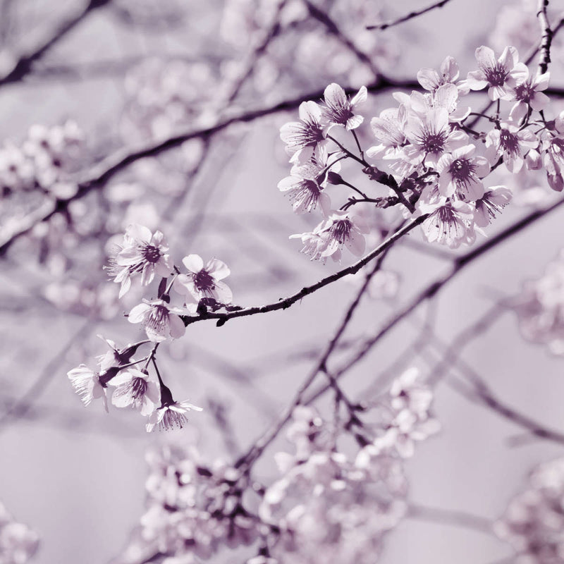 Pastel Sakura Wall Art