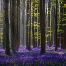 Lavender In The Forest Wall Art