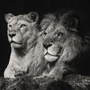 Lion And Lioness Mates Wall Art