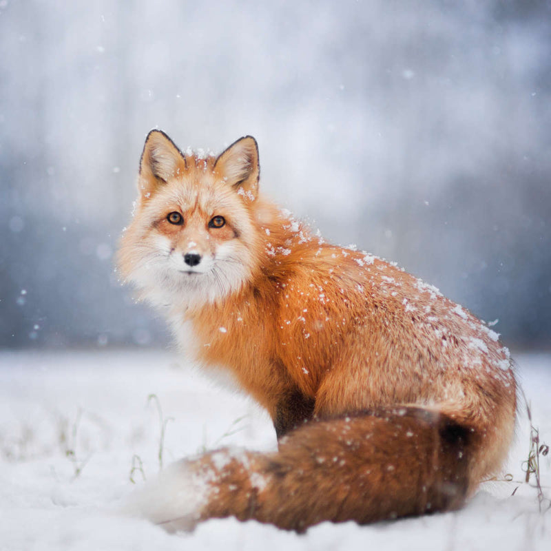 Little Red Fox Portrait Wall Art
