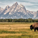 Bull Bison In Grand Teton Wall Art