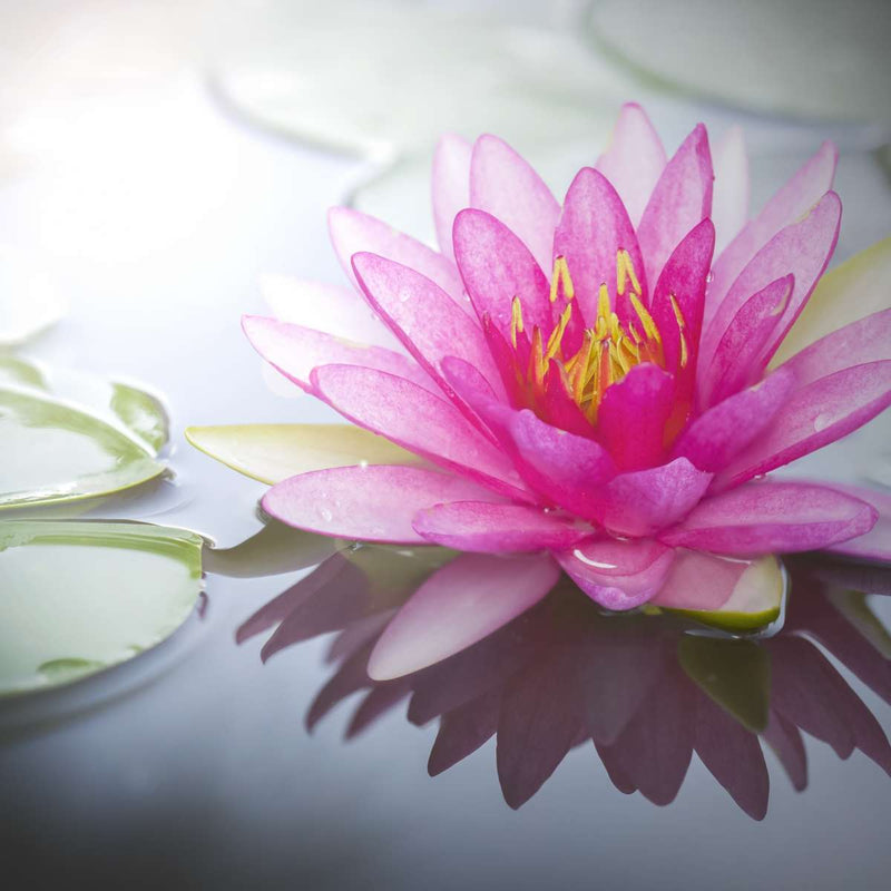 Beaming Pink Lotus Wall Art