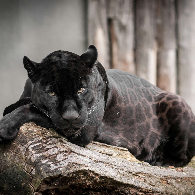 Lounging Black Panther Wall Art