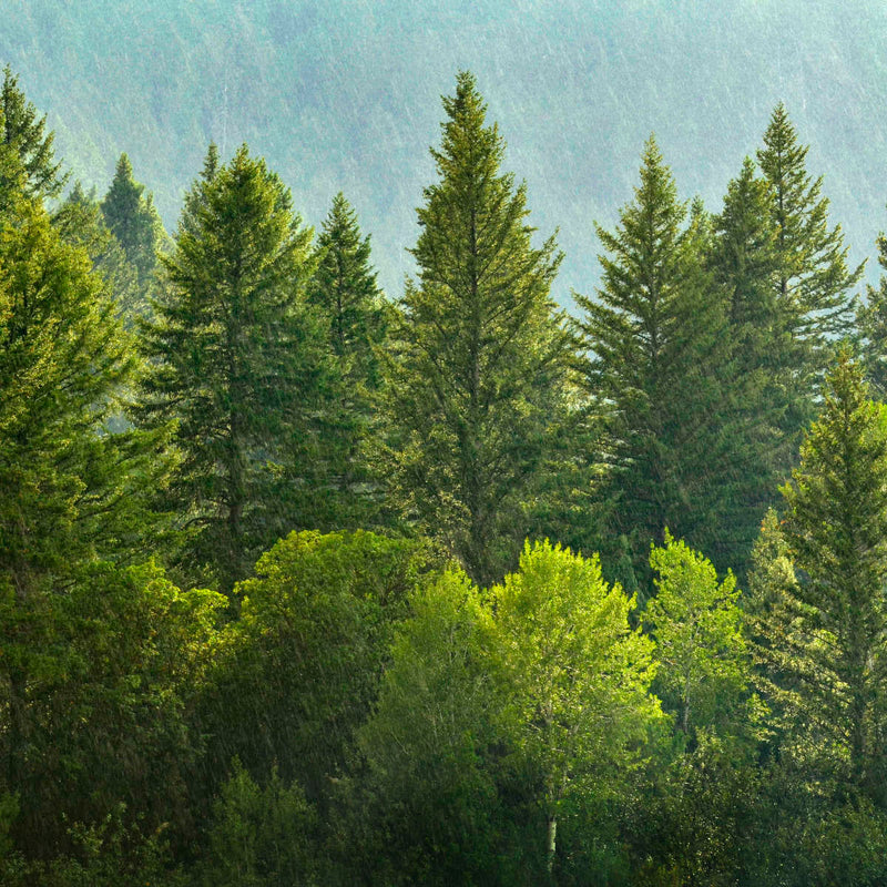 Lush Green Pine Trees Wall Art