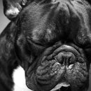 Melancholic French Bulldog Wall Art