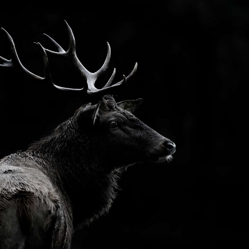 Monochrome Bull Elk Wall Art