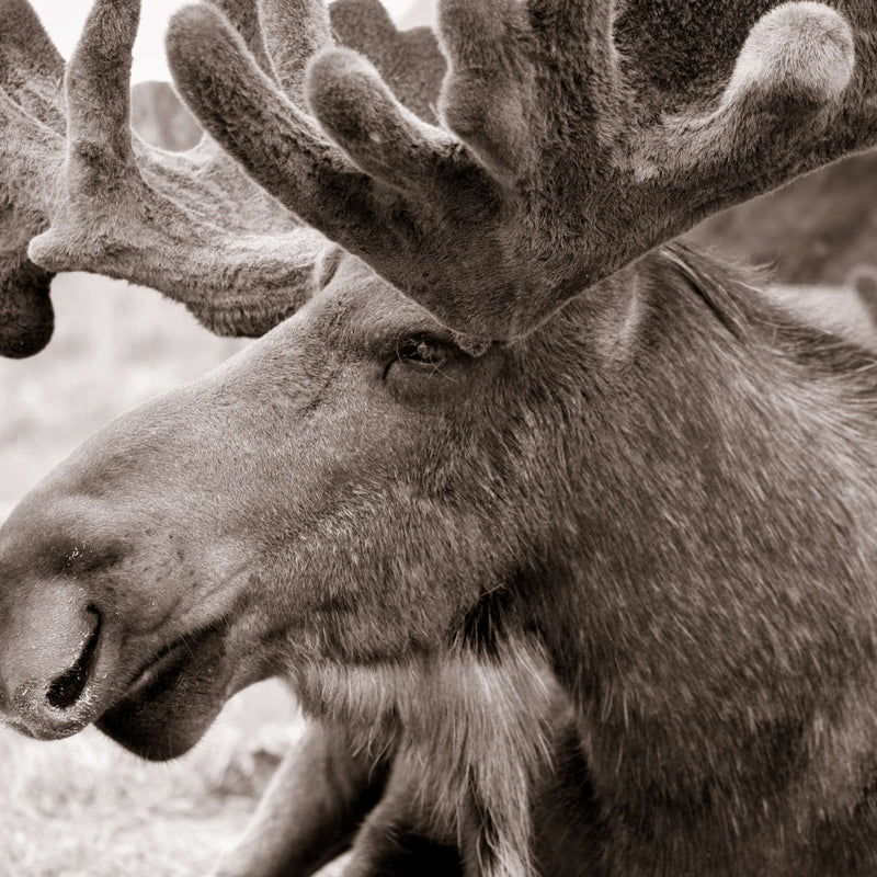 Moose Head Wall Art