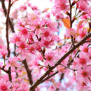 Oriental Cherry Blossom Wall Art