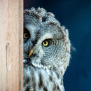 Peeking Owl Wall Art