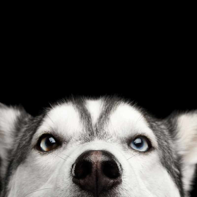 Peeking Siberian Husky Wall Art