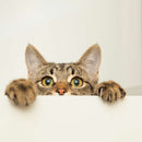 Peeking Young Cat Wall Art