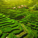 Historic Ifugao Rice Terraces Wall Art