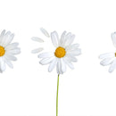 Plucked Daisies Wall Art
