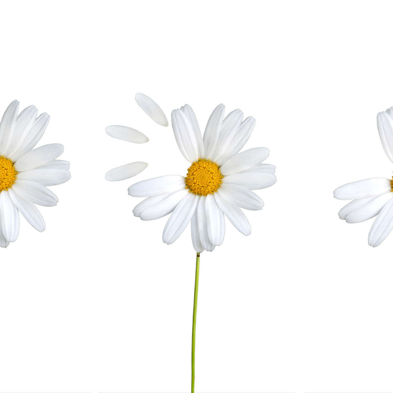 Plucked Daisies Wall Art