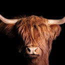 Scottish Highland Cow Wall Art