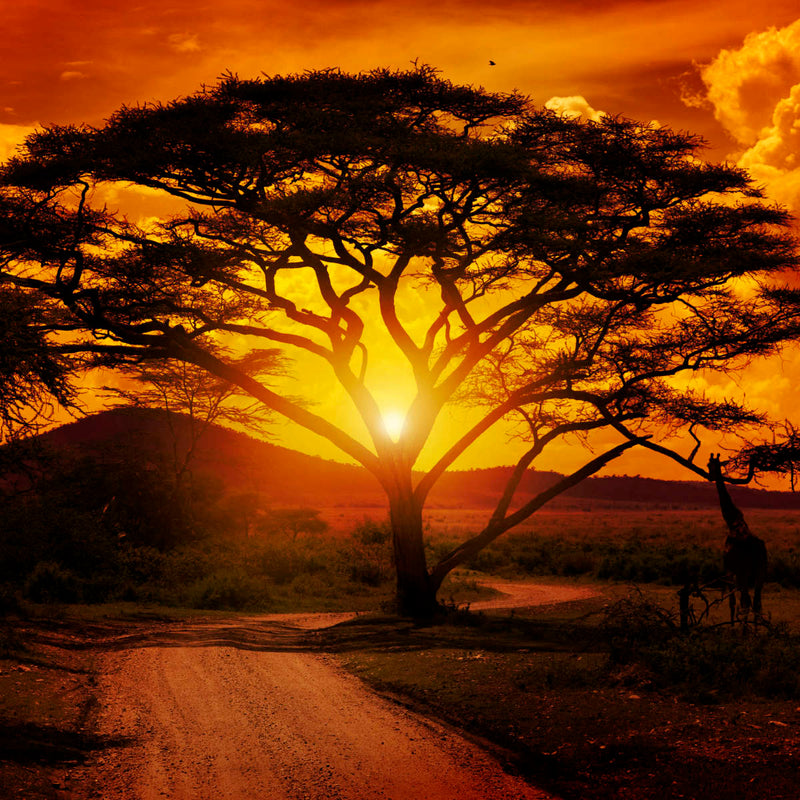 Serengeti Park Sunset Silhouette Wall Art