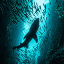 Shark Depth Wall Art