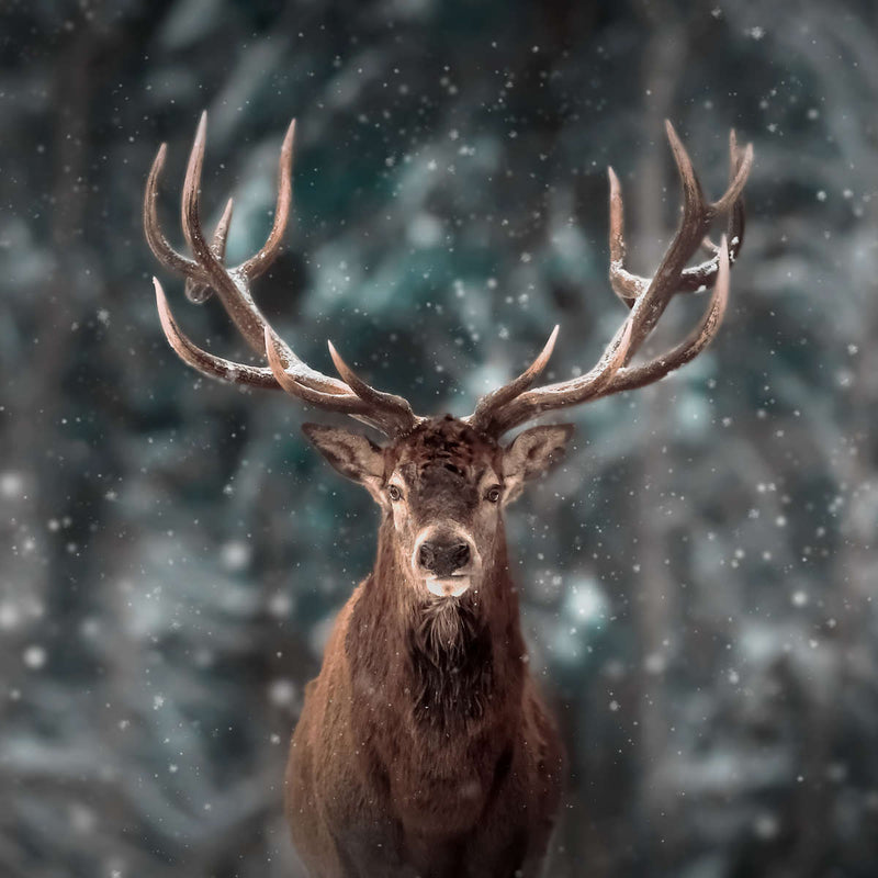 Snowy Noble Deer Wall Art