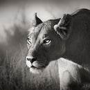 Stalking Lioness Wall Art