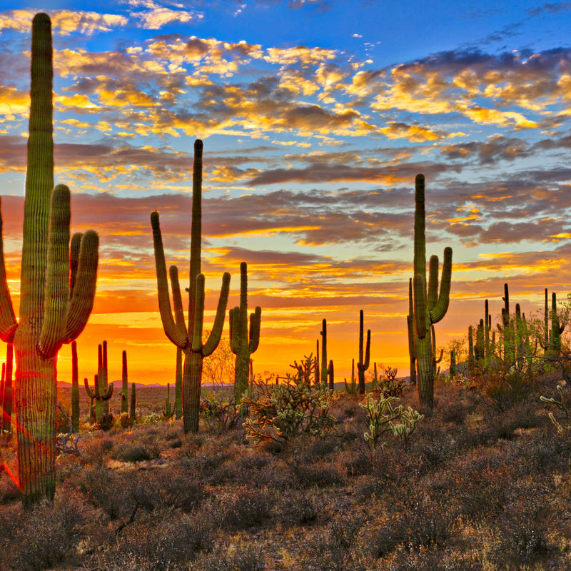 Sunset Cactus Wall Art