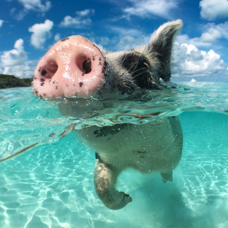 Swimming Pig Wall Art