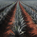Agave Field Wall Art