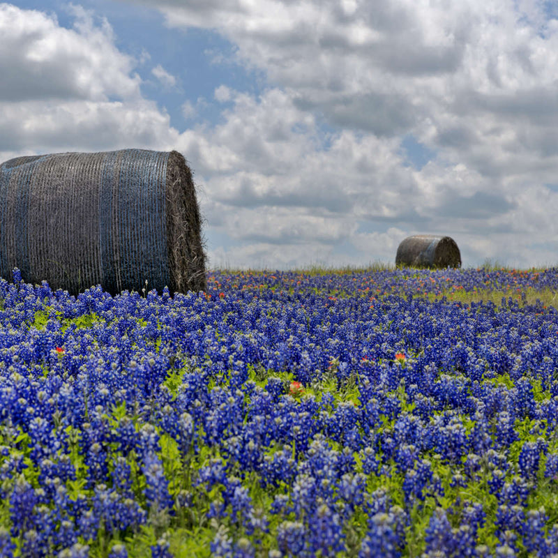 Texas Bluebonnets Wall Art