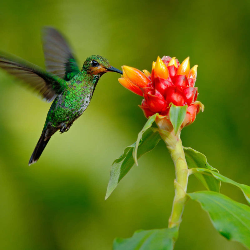 Flower And Green Hummingbird Wall Art