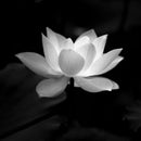 Lotus Flower Monochrome Wall Art