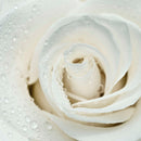 White Rose Close Up Wall Art