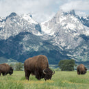 Grazing Teton Bison Wall Art
