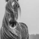 Winter Horse Wall Art