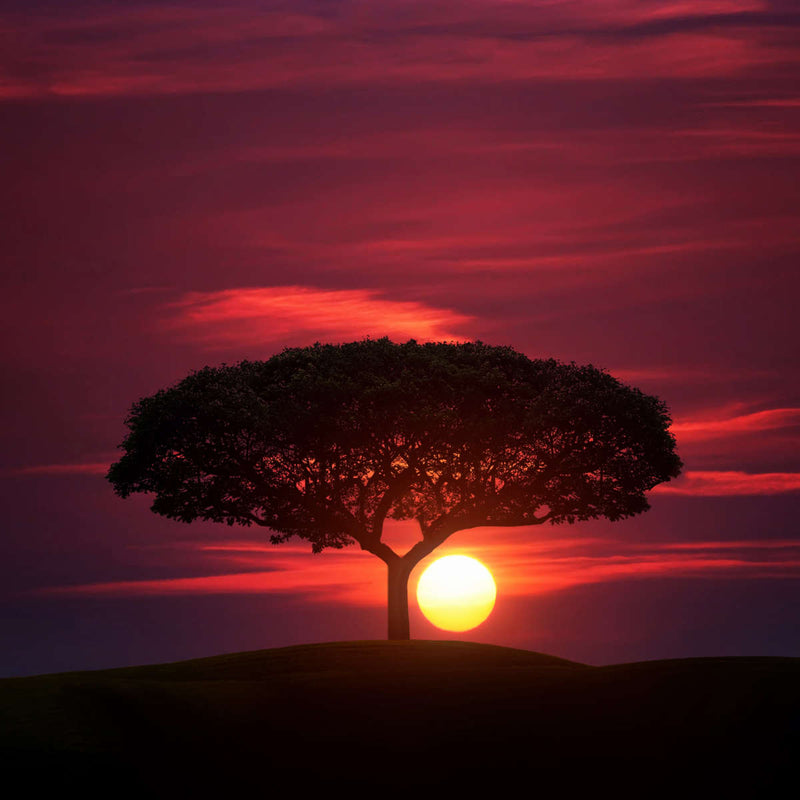 African Sunset Sky Wall Art