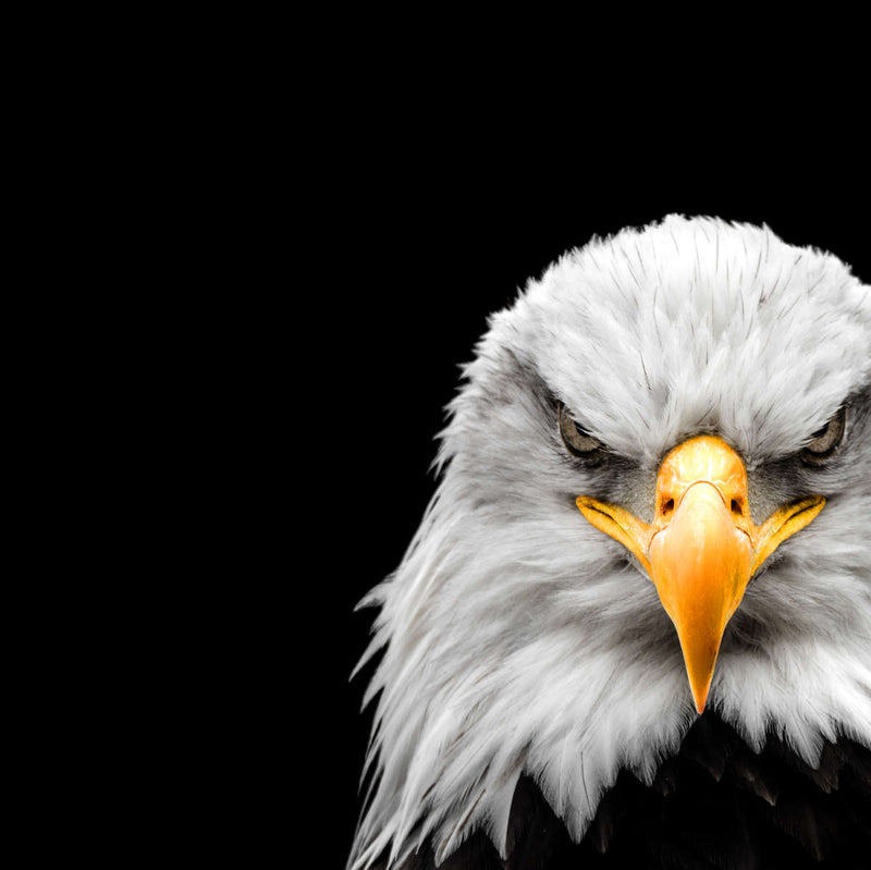 Angry Bald Eagle Wall Art