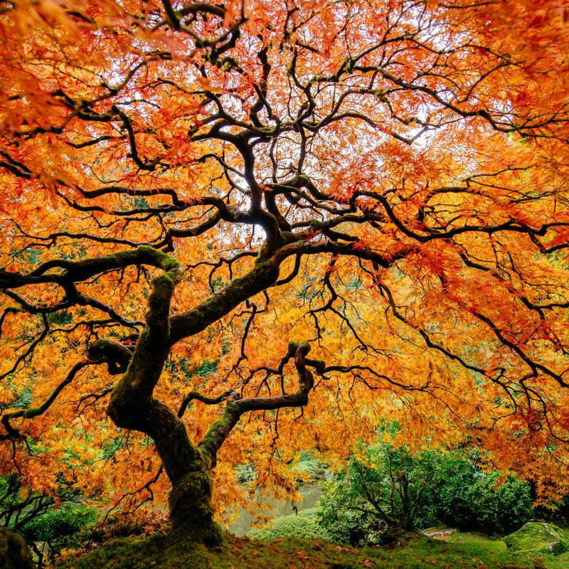 Autumn Japanese Maple Tree Wall Art