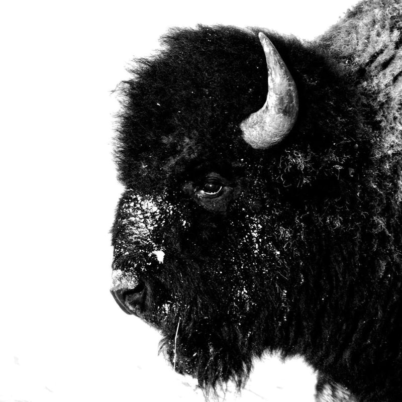 Black Bison Wall Art